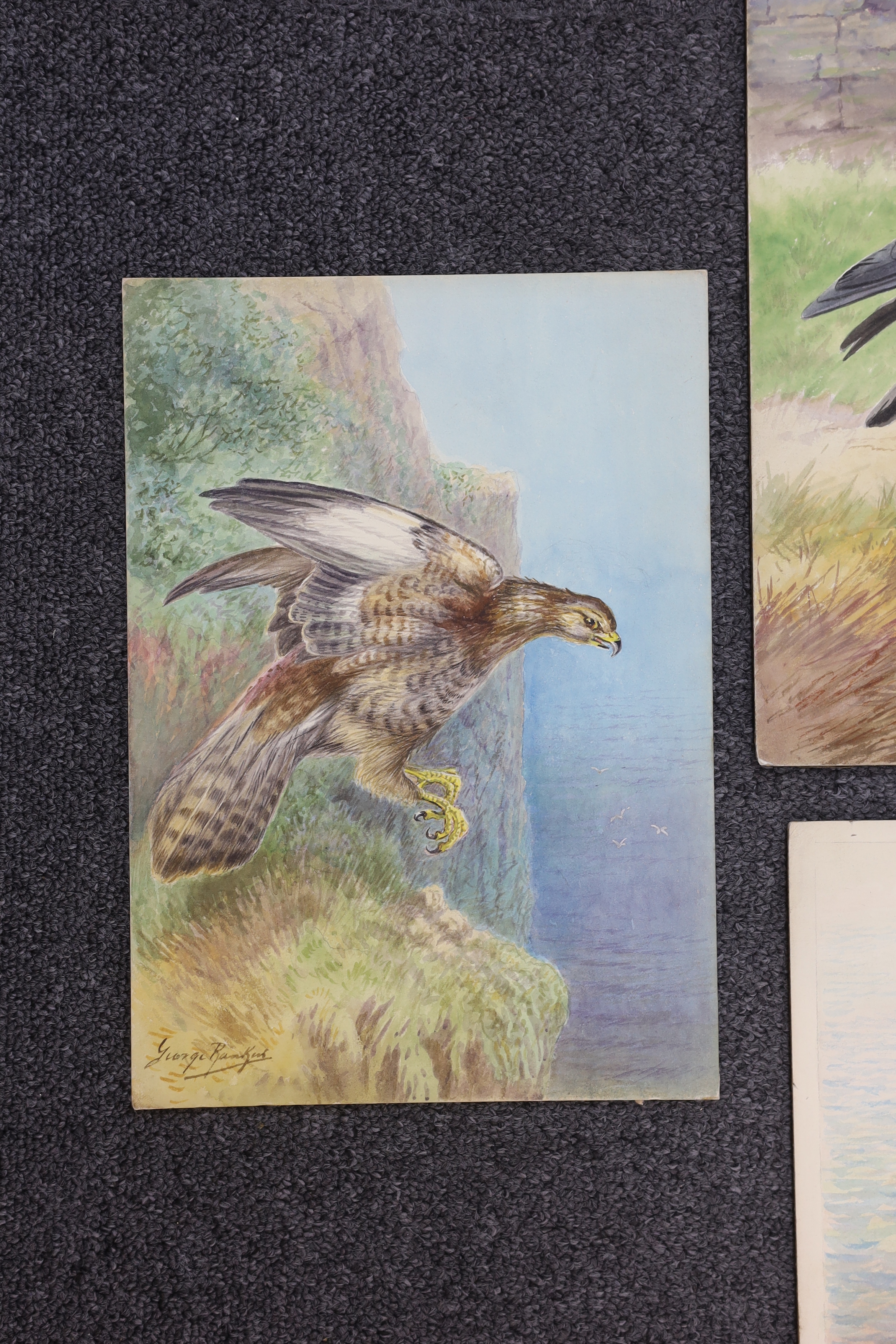 George Rankin (1864-1937) four watercolours on card, Raven, Jackdaws, Common Buzzard and Osprey, largest 46 x 29cm, unframed